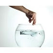 Kép 3/3 - Fish